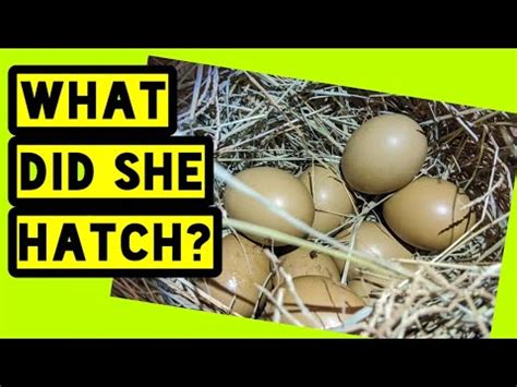 WHAT S HATCHING Broody Olive Egger Hen Naturally Hatched Naked Neck Babies YouTube