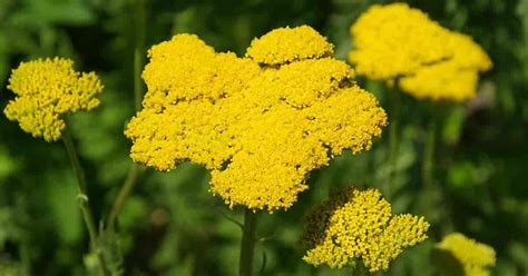 Fern Leaf Yarrow Care: How To Grow Achillea filipendulina