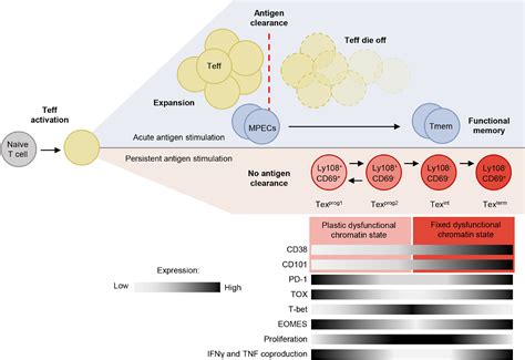 Improving Car T Immunotherapy Overcoming The Challenges Of T Cell