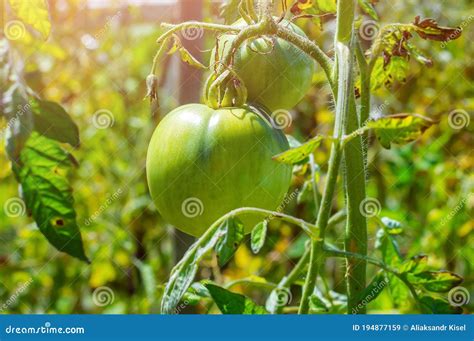 Tomates Verdes Sin Madurar Que Crecen En La Cama De Jardín Luz Solar