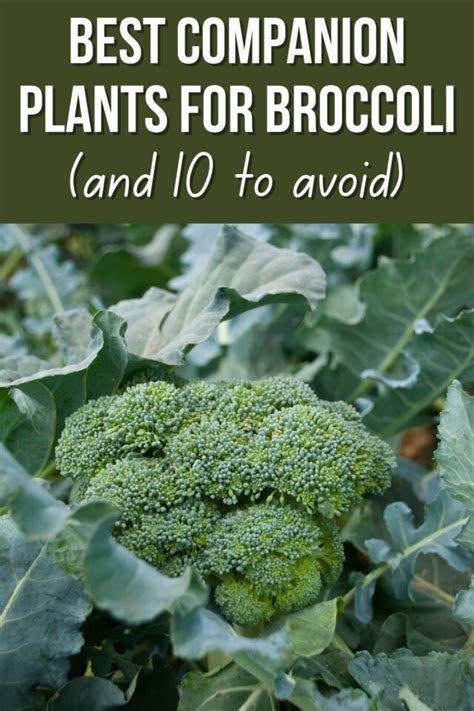 Companion Plants For Broccoli And To Avoid Growhappierplants