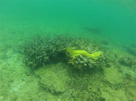 Gopr1621 Dcim100gopro Beat The Microbead Flickr