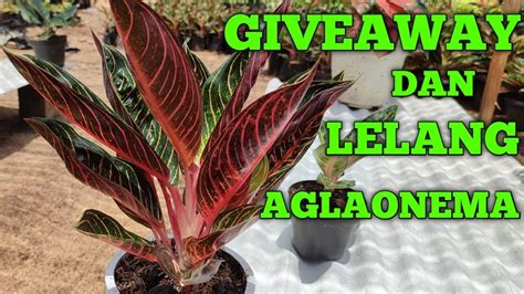 Give Away Aglaonema Special Mlm Jumat Youtube