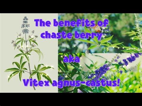 The Benefits Of Chaste Berry A Vitex Agnus Castus SUBLIMINAL Regain