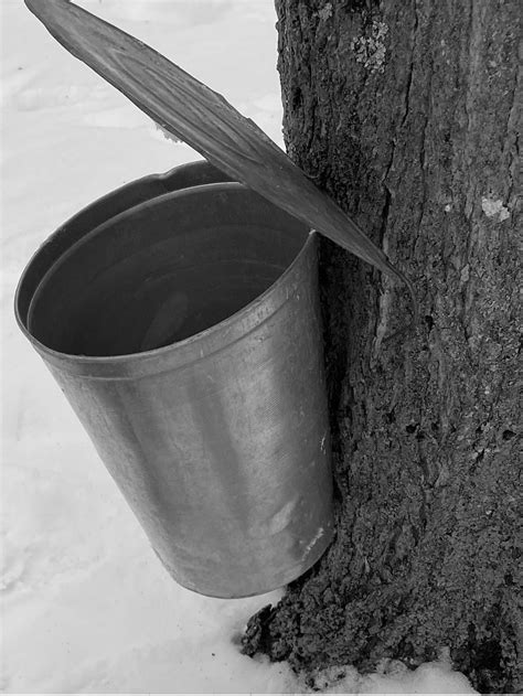 Making Maple Syrup A Sweet Process Revealed Norfolk Now