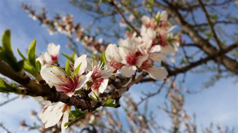 Almond Blossom Wallpapers Wallpaper Cave