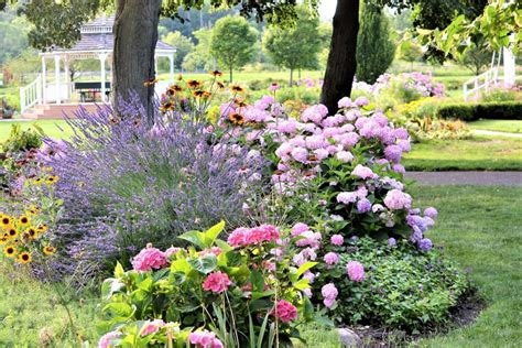 9 plantes d extérieur fleuries qui résistent à la chaleur et au froid