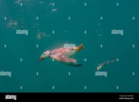 Diving Puffins Farne Islands Northumberland England Stock Photo Alamy