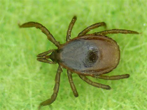 Deer Tick Virus Lurks In Some Vineyard Ticks The Marthas Vineyard Times