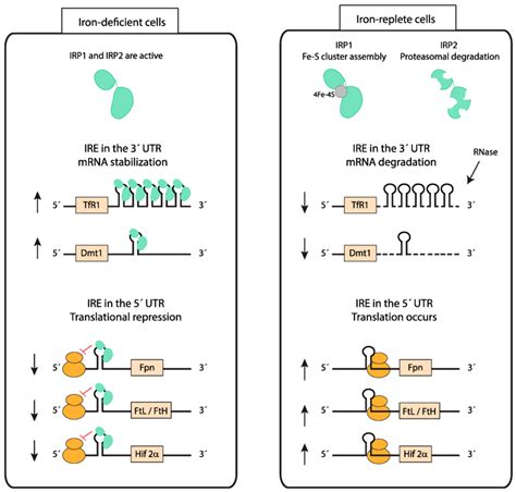 Cellular Iron Homeostasis Iron Responsive Element IRE Iron