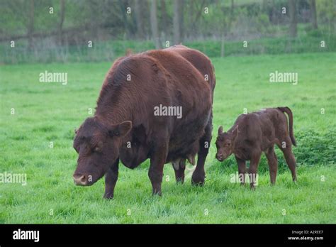 Red Poll Cattle Cow With Calf Stock Photo Alamy