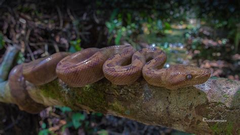 Ecuadorian Annulated Tree Boa Ecuador 2016 Seth Cohen Flickr