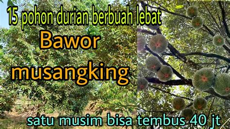 Pohon Durian Berbuah Lebat Durian Bawor Dan Musangking Pohon