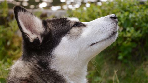 Husky De Sib Rie Prix De Ce Chien Caract Re Sant Alimentation