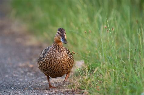 Duck Bird Water Free Photo On Pixabay Pixabay