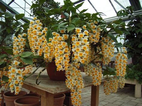 Orquídea Dendrobium Saiba como cuidar Kelldrin