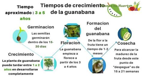 Cuánto tiempo tarda la guanábana en dar fruto Huertos aprende a