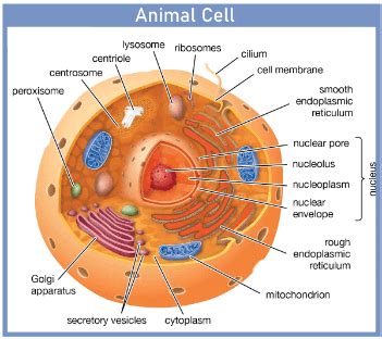 Cell Definition - JavaTpoint