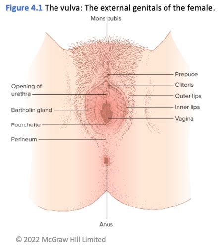 Chapter Sexual Anatomy Flashcards Quizlet