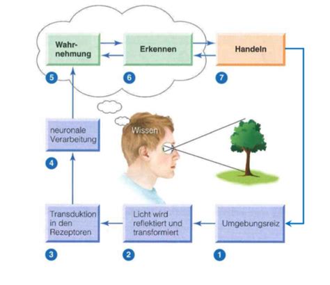 Vl Einf Hrung Wahrnehmung Karteikarten Quizlet