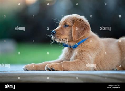 A Golden Retriever Puppy Looking Relaxed While Laying On A Deck Stock