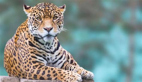 El leopardo que come donde vive características y curiosidades