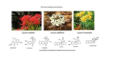 Molecules Free Full Text Chemistry And Biological Activity Of