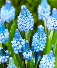 Tuingerei Blauw Druifje Van Bakker Bloemen En Planten