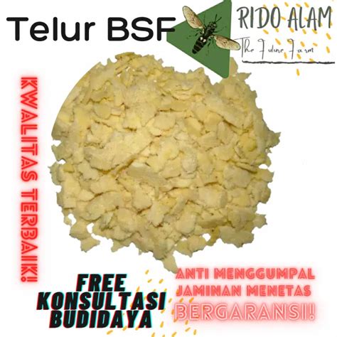 Telur Maggot Bsf Fresh Cluster Original Telur Bsf Termurah