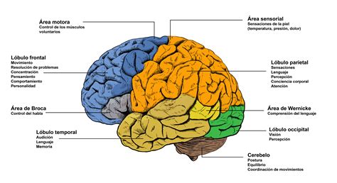 cuáles Son Las Partes Del Cerebro Images and Photos finder