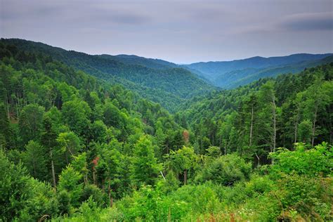 Reforesting the Southern Carpathians: An Interview with Mossy Earth