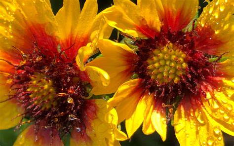 Blanketflower A K A Indian Blanket Or Firewheel Gaillardia Pulchella St Julian’s Crossing