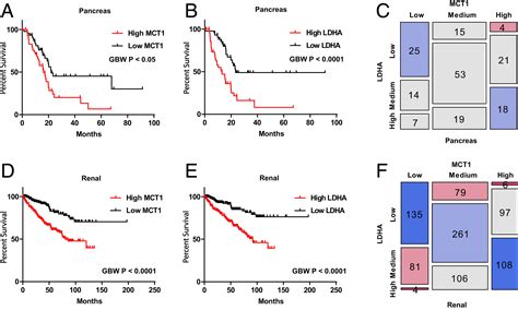 Hyperpolarized 1 13c Pyruvate To 1 13c Lactate Conversion Is Rate