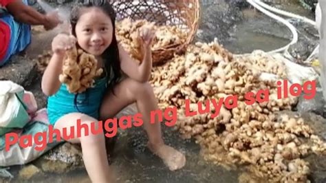 Paghuhugas Ng Luya Sa Ilog Youtube