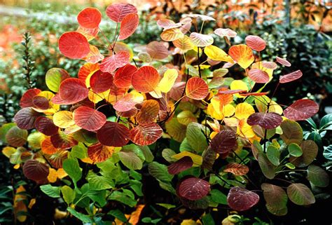 Cotinus Coggygria Golden Spirit Smokebush