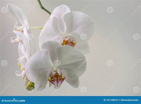 White Phalaenopsis Orchid Flower On White Background Very Beautiful