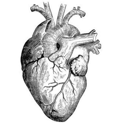 Realistic Heart Drawing Sticker By Rockymountains Human Heart Art