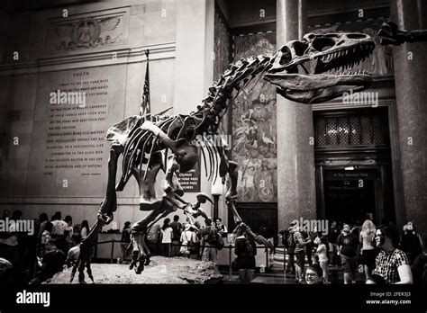 Allosaurus Skeleton In A Hall Of The American Museum Of Natural History