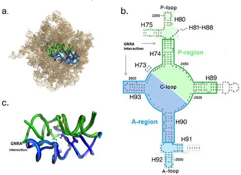 Figure 1 From On The Re Creation Of Protoribosome Analogues In The Lab