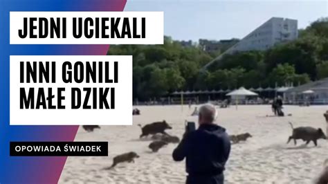 Rozpędzone stado dzików na plaży w Gdyni Ludzie uciekali w popłochu