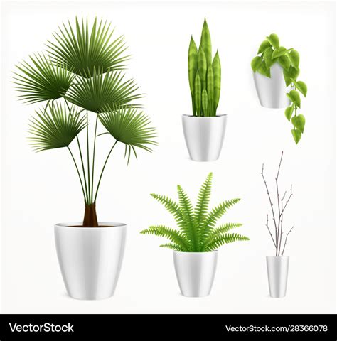 House plants in pot realistic composition Vector Image