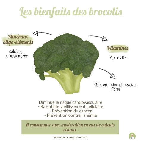 Infographie Le Brocoli Est De Saison En Ce Mois De Juin