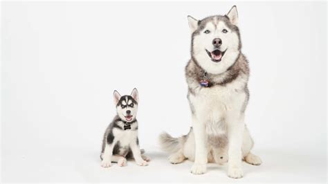 New Uconn Husky Mascot Jonathan Xv Settles Into Campus Life