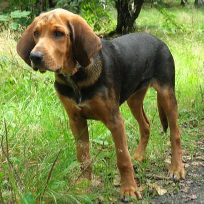 Polish Hound (Ogar Polski) Info, Temperament, Puppies, Pictures