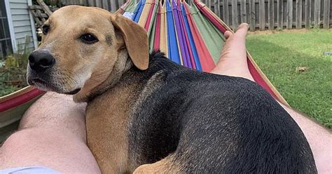 Hammock Day With The Pupper Album On Imgur