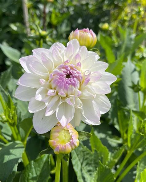 Crème De Cognac Dahlia Tuber Dahlias Canada — Replanted Farm And Flowers