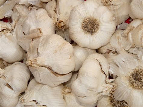 Free Images Sharp White Food Spice Herb Garlic Produce