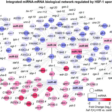 Integrated Target Prediction Analysis Uncovers Mirnamrna Interaction Download Scientific