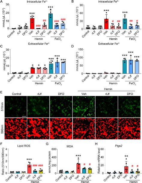 Ltf Rescues Hemin Induced Ferroptosis By Reducing Intracellular Iron