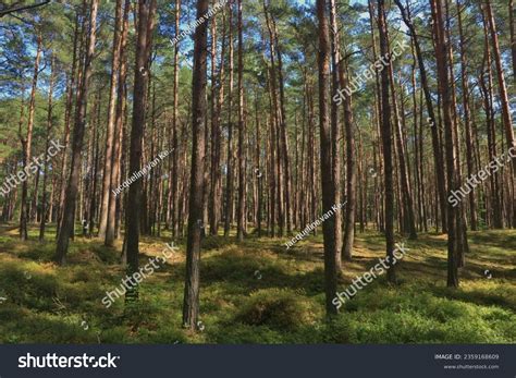 Dar Er Wald Images Stock Photos D Objects Vectors Shutterstock